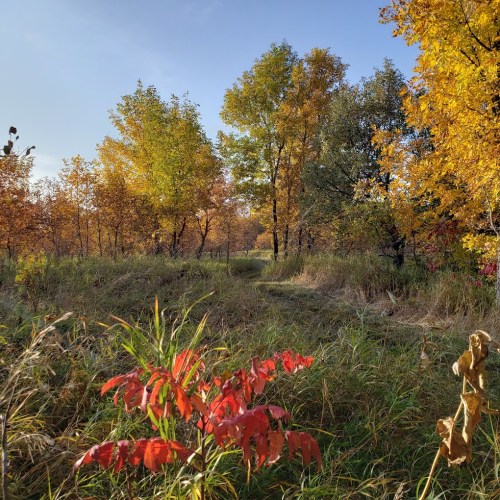 A serene forest path surrounded by vibrant autumn foliage in shades of yellow, orange, and red.
