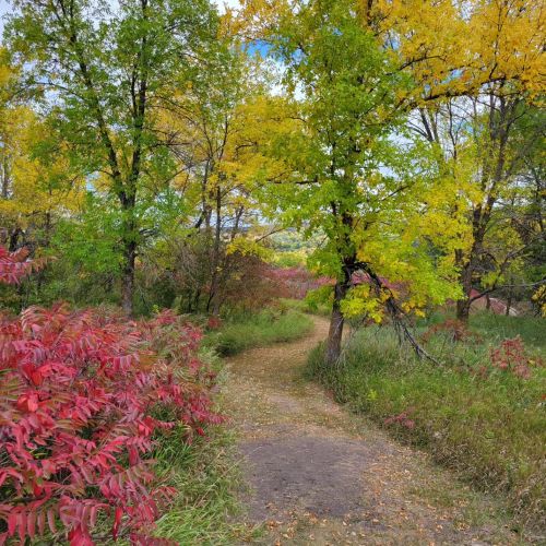 A scenic path through a vibrant forest with green and yellow trees, surrounded by colorful foliage in autumn.
