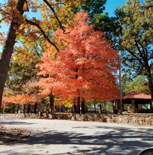 A vibrant orange tree stands beside a paved path, surrounded by autumn foliage and a stone pavilion in the background.
