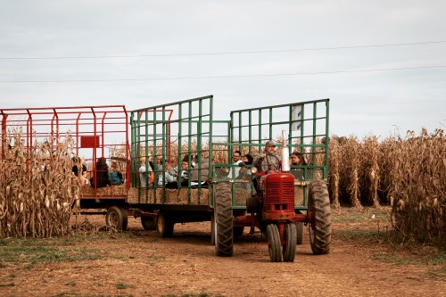 A red tractor pulls two green and red trailers filled with people through a cornfield on a cloudy day.