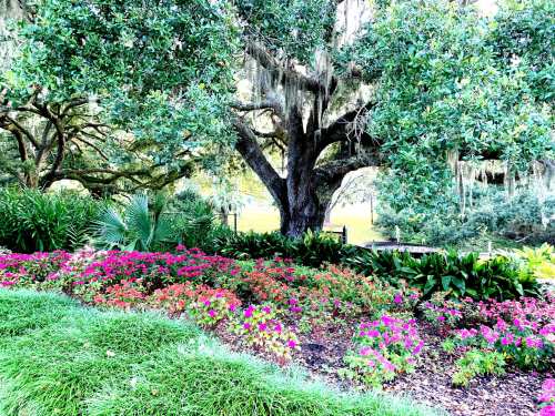 A lush garden with vibrant pink flowers and a large tree draped in Spanish moss, surrounded by greenery.