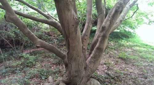 A close-up of a textured tree trunk with multiple branches, surrounded by green foliage and a natural forest floor.