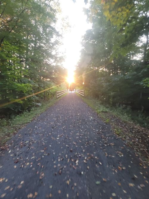 A sunlit path through a forest, leading to a white bridge, with fallen leaves scattered on the ground.