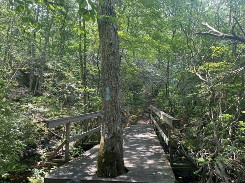 A wooden bridge surrounded by lush green trees and foliage in a forested area.