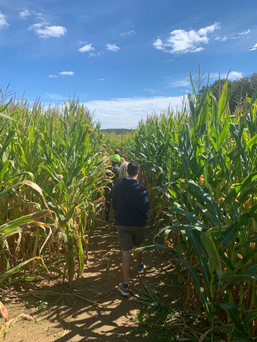 A group of people walking through a tall corn maze under a blue sky with scattered clouds.