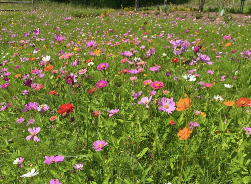 A vibrant field filled with a variety of colorful wildflowers in bloom, creating a picturesque natural scene.