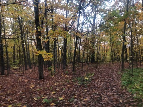 A serene forest scene with trees displaying autumn leaves and a carpet of fallen leaves on the ground.