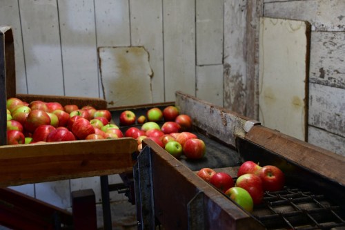 A wooden crate filled with red and green apples in a rustic, weathered room.