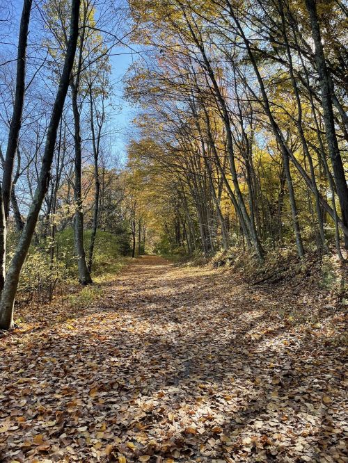 A serene forest path lined with trees, showcasing vibrant autumn leaves on the ground under a clear blue sky.