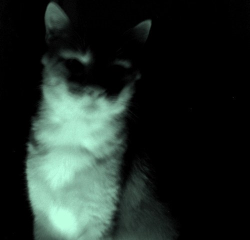 A dark, shadowy image of a cat, with faint outlines and glowing eyes, creating a mysterious atmosphere.