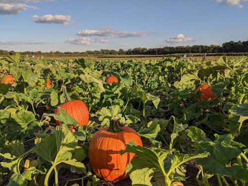 A pumpkin patch with vibrant orange pumpkins surrounded by green leaves under a blue sky with fluffy clouds.