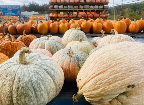 A variety of pumpkins in different colors and sizes, with a backdrop of stacked pumpkins at a pumpkin patch.