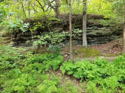 A rocky outcrop surrounded by lush green ferns and trees in a forested area.
