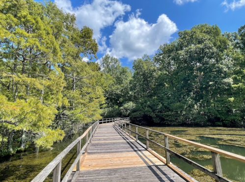 A wooden boardwalk leads through lush greenery under a bright blue sky with fluffy clouds.