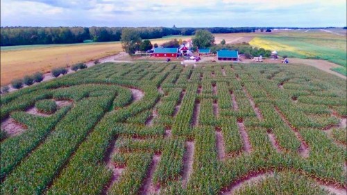 Aerial view of a corn maze shaped like a question mark, with a farm and fields in the background.