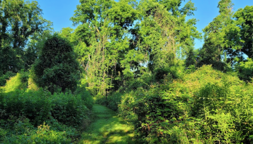 Lush green forest with tall trees and dense underbrush, featuring a narrow path winding through the vegetation.