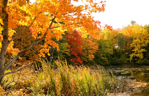 A serene autumn scene with vibrant orange and red leaves reflecting on a calm pond surrounded by lush greenery.