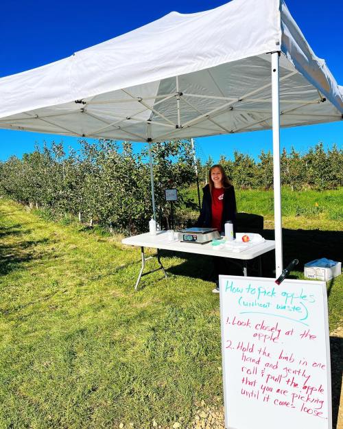 A woman stands under a tent at an apple-picking site, with a sign detailing how to pick apples.