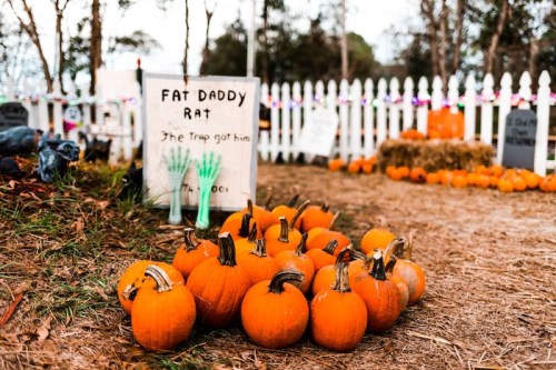 A cluster of orange pumpkins in a field, with a sign reading "Fat Daddy Rat" and decorations in the background.