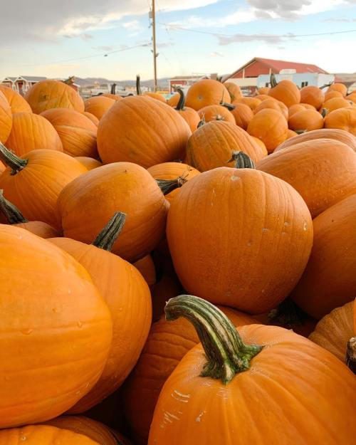 A large pile of bright orange pumpkins under a cloudy sky, with a few farm buildings in the background.
