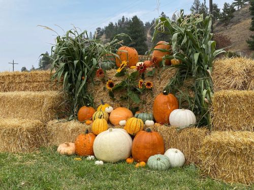 A display of pumpkins and gourds arranged on hay bales, surrounded by corn stalks and sunflowers.