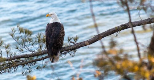 A bald eagle perched on a tree branch overlooking a body of water.