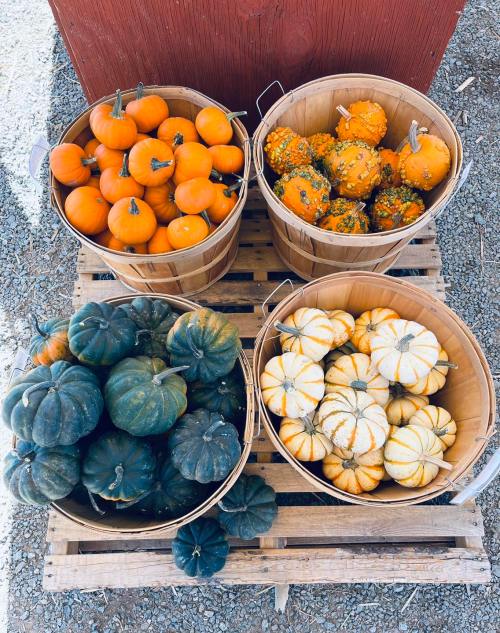 Four wooden baskets filled with various pumpkins in orange, green, and white, arranged on a wooden pallet.
