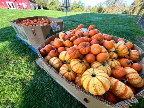 Two large boxes filled with a variety of pumpkins and gourds on green grass, with trees and a red barn in the background.