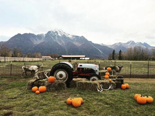 A vintage tractor surrounded by pumpkins and antlers, with mountains in the background and reindeer grazing nearby.