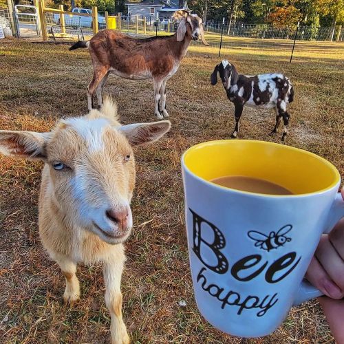 A person holds a coffee mug labeled "Bee happy" while two goats graze in a sunny field.
