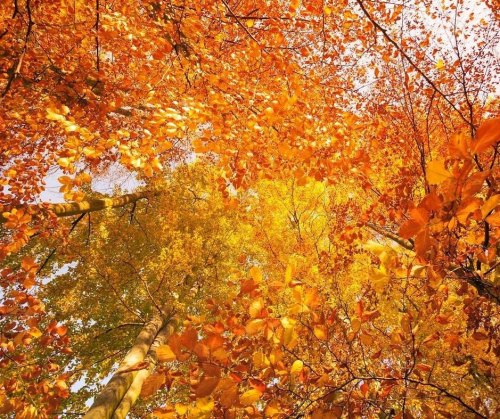 A vibrant canopy of orange and yellow autumn leaves against a bright sky.