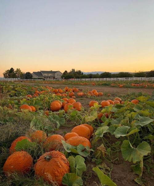 A pumpkin patch at sunset, with numerous orange pumpkins scattered among green vines and a house in the background.