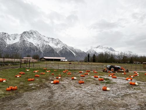 A field scattered with orange and white pumpkins, set against a backdrop of snow-capped mountains under a cloudy sky.