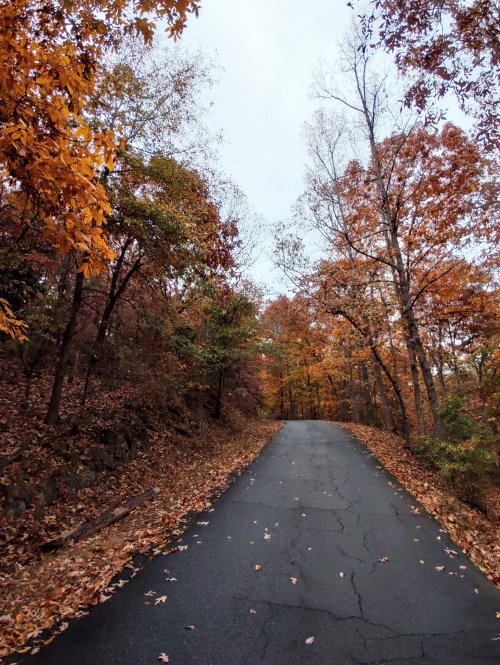 A winding road surrounded by trees with vibrant autumn leaves in shades of orange and yellow.