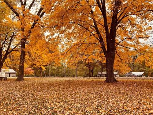 A serene autumn scene with vibrant orange trees and a carpet of fallen leaves in a peaceful park setting.
