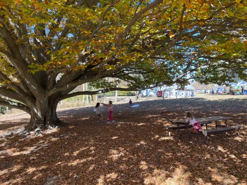 Children play under a large tree with colorful autumn leaves, surrounded by fallen leaves and a playground in the background.