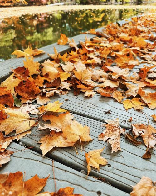 A close-up of a wooden dock covered in vibrant autumn leaves, with a calm water surface in the background.