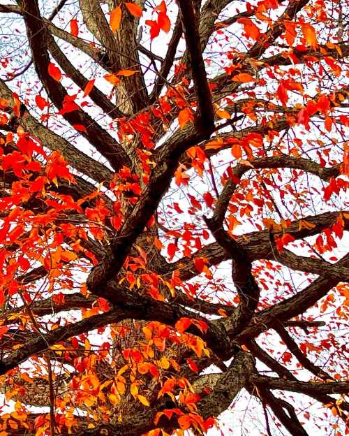 A close-up of a tree's branches adorned with vibrant orange and red autumn leaves against a bright sky.