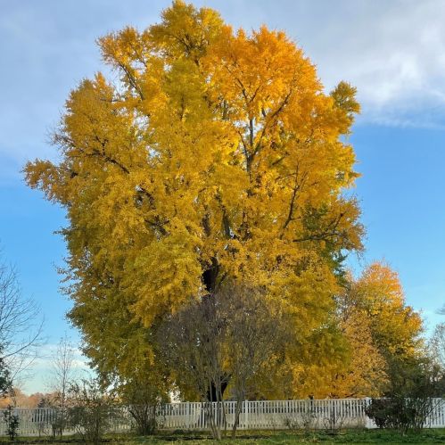 A large tree with vibrant yellow leaves stands against a blue sky, surrounded by a white fence and other greenery.