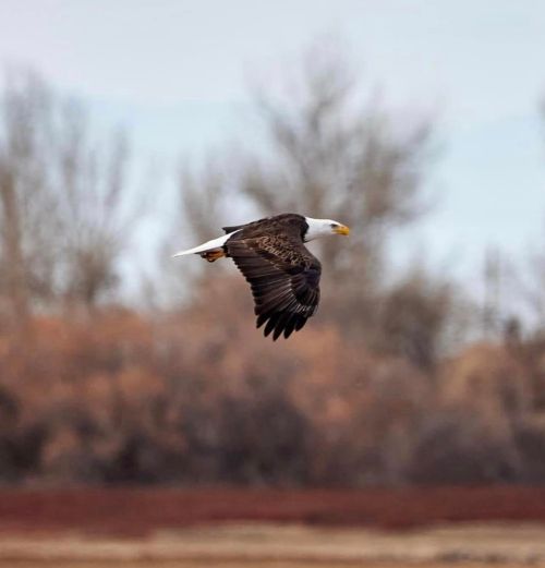 A bald eagle glides gracefully through the air, with blurred trees in the background.