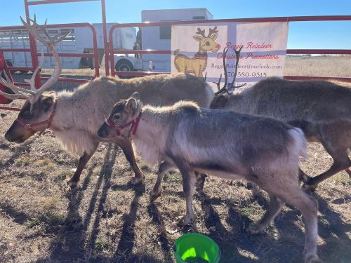 Three reindeer with harnesses walking near a fence, with a promotional banner in the background.