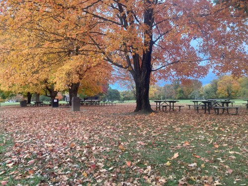 A park scene with vibrant autumn trees and picnic tables surrounded by fallen leaves.