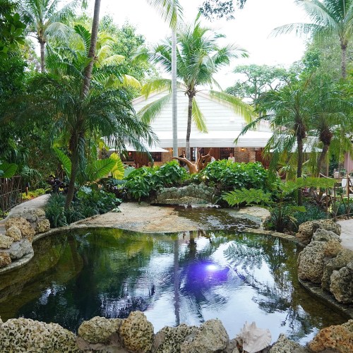 Lush tropical garden with a serene pond, surrounded by palm trees and vibrant greenery. A peaceful, natural setting.