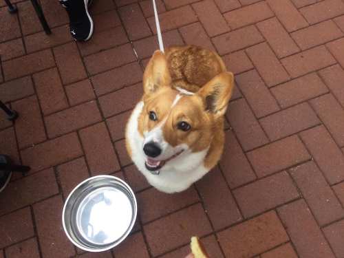 A happy corgi sitting on a brick surface, looking up with a water bowl nearby.