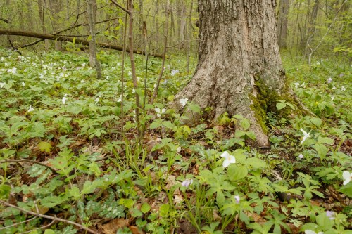 A close-up of a tree trunk surrounded by lush green foliage and white flowers in a serene forest setting.
