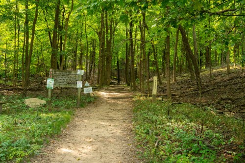 A dirt path leads through a lush green forest, flanked by signs and trees under bright sunlight.