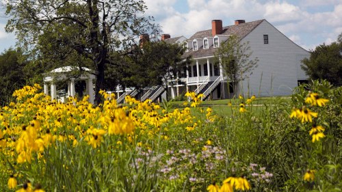 A historic white building with a porch, surrounded by vibrant yellow wildflowers and green trees under a blue sky.