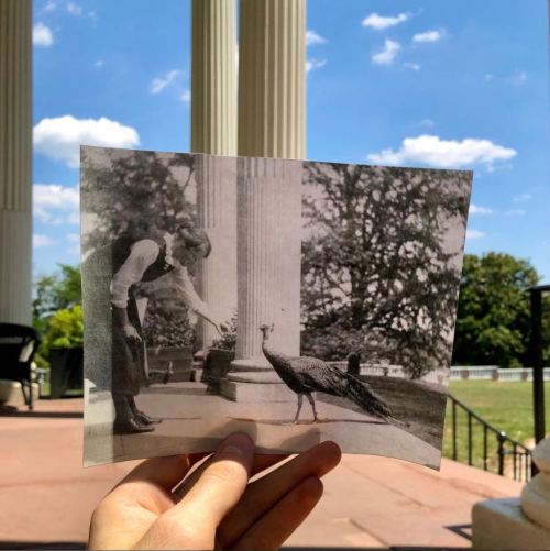 A hand holds a vintage photo of a person feeding a peacock, with a sunny sky and columns in the background.
