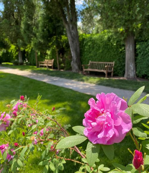 A vibrant pink flower in the foreground with a park path and benches surrounded by greenery in the background.