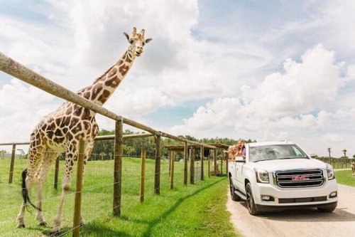 A giraffe stands near a white pickup truck with people inside, set in a green field under a cloudy sky.